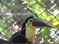 17 Tage Rundreise Costa Rica – einzigartige Naturreise San José – Vulkane Poas & Arenal – Braulio Carrillo NP – Cahuita NP – Tortuguero NP – Monteverde – Santa Elena – Carara NP – Marino Ballen (1282)