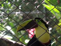 17 Tage Rundreise Costa Rica – einzigartige Naturreise San José – Vulkane Poas & Arenal – Braulio Carrillo NP – Cahuita NP – Tortuguero NP – Monteverde – Santa Elena – Carara NP – Marino Ballen (1285)