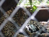 17 Tage Rundreise Costa Rica – einzigartige Naturreise San José – Vulkane Poas & Arenal – Braulio Carrillo NP – Cahuita NP – Tortuguero NP – Monteverde – Santa Elena – Carara NP – Marino Ballen (1288)