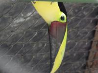 17 Tage Rundreise Costa Rica – einzigartige Naturreise San José – Vulkane Poas & Arenal – Braulio Carrillo NP – Cahuita NP – Tortuguero NP – Monteverde – Santa Elena – Carara NP – Marino Ballen (1291)