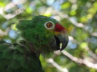 17 Tage Rundreise Costa Rica – einzigartige Naturreise San José – Vulkane Poas & Arenal – Braulio Carrillo NP – Cahuita NP – Tortuguero NP – Monteverde – Santa Elena – Carara NP – Marino Ballen (1294)