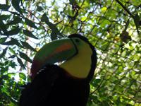 17 Tage Rundreise Costa Rica – einzigartige Naturreise San José – Vulkane Poas & Arenal – Braulio Carrillo NP – Cahuita NP – Tortuguero NP – Monteverde – Santa Elena – Carara NP – Marino Ballen (1303)