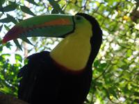 17 Tage Rundreise Costa Rica – einzigartige Naturreise San José – Vulkane Poas & Arenal – Braulio Carrillo NP – Cahuita NP – Tortuguero NP – Monteverde – Santa Elena – Carara NP – Marino Ballen (1305)