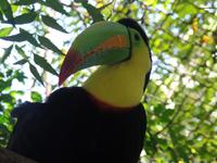 17 Tage Rundreise Costa Rica – einzigartige Naturreise San José – Vulkane Poas & Arenal – Braulio Carrillo NP – Cahuita NP – Tortuguero NP – Monteverde – Santa Elena – Carara NP – Marino Ballen (1306)