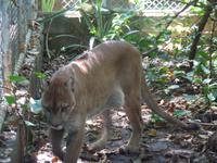 17 Tage Rundreise Costa Rica – einzigartige Naturreise San José – Vulkane Poas & Arenal – Braulio Carrillo NP – Cahuita NP – Tortuguero NP – Monteverde – Santa Elena – Carara NP – Marino Ballen (1311)