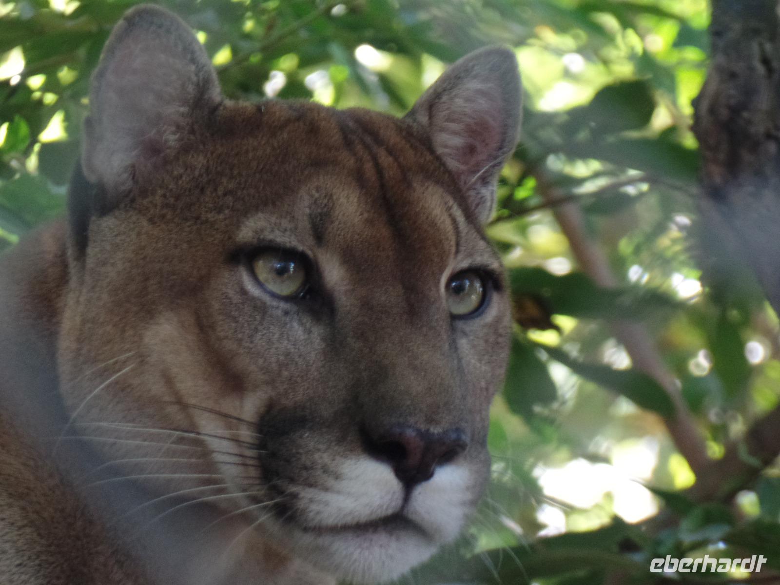 17 Tage Rundreise Costa Rica – einzigartige Naturreise San José – Vulkane Poas & Arenal – Braulio Carrillo NP – Cahuita NP – Tortuguero NP – Monteverde – Santa Elena – Carara NP – Marino Ballen (1314)