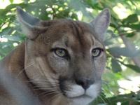 17 Tage Rundreise Costa Rica – einzigartige Naturreise San José – Vulkane Poas & Arenal – Braulio Carrillo NP – Cahuita NP – Tortuguero NP – Monteverde – Santa Elena – Carara NP – Marino Ballen (1315)