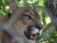 17 Tage Rundreise Costa Rica – einzigartige Naturreise San José – Vulkane Poas & Arenal – Braulio Carrillo NP – Cahuita NP – Tortuguero NP – Monteverde – Santa Elena – Carara NP – Marino Ballen (1318)