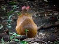 17 Tage Rundreise Costa Rica – einzigartige Naturreise San José – Vulkane Poas & Arenal – Braulio Carrillo NP – Cahuita NP – Tortuguero NP – Monteverde – Santa Elena – Carara NP – Marino Ballen (1338)