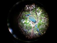 17 Tage Rundreise Costa Rica – einzigartige Naturreise San José – Vulkane Poas & Arenal – Braulio Carrillo NP – Cahuita NP – Tortuguero NP – Monteverde – Santa Elena – Carara NP – Marino Ballen (1339)