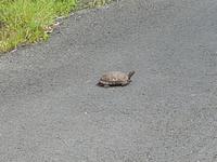 17 Tage Rundreise Costa Rica – einzigartige Naturreise San José – Vulkane Poas & Arenal – Braulio Carrillo NP – Cahuita NP – Tortuguero NP – Monteverde – Santa Elena – Carara NP – Marino Ballen (1354)