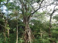 17 Tage Rundreise Costa Rica – einzigartige Naturreise San José – Vulkane Poas & Arenal – Braulio Carrillo NP – Cahuita NP – Tortuguero NP – Monteverde – Santa Elena – Carara NP – Marino Ballen (1416)