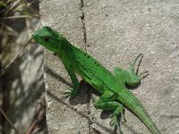 17 Tage Rundreise Costa Rica – einzigartige Naturreise San José – Vulkane Poas & Arenal – Braulio Carrillo NP – Cahuita NP – Tortuguero NP – Monteverde – Santa Elena – Carara NP – Marino Ballen (1426)