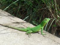 17 Tage Rundreise Costa Rica – einzigartige Naturreise San José – Vulkane Poas & Arenal – Braulio Carrillo NP – Cahuita NP – Tortuguero NP – Monteverde – Santa Elena – Carara NP – Marino Ballen (1428)