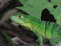 17 Tage Rundreise Costa Rica – einzigartige Naturreise San José – Vulkane Poas & Arenal – Braulio Carrillo NP – Cahuita NP – Tortuguero NP – Monteverde – Santa Elena – Carara NP – Marino Ballen (1431)