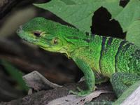 17 Tage Rundreise Costa Rica – einzigartige Naturreise San José – Vulkane Poas & Arenal – Braulio Carrillo NP – Cahuita NP – Tortuguero NP – Monteverde – Santa Elena – Carara NP – Marino Ballen (1432)