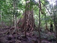 17 Tage Rundreise Costa Rica – einzigartige Naturreise San José – Vulkane Poas & Arenal – Braulio Carrillo NP – Cahuita NP – Tortuguero NP – Monteverde – Santa Elena – Carara NP – Marino Ballen (1467)