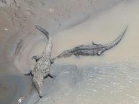 17 Tage Rundreise Costa Rica – einzigartige Naturreise San José – Vulkane Poas & Arenal – Braulio Carrillo NP – Cahuita NP – Tortuguero NP – Monteverde – Santa Elena – Carara NP – Marino Ballen (1486)