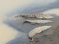 17 Tage Rundreise Costa Rica – einzigartige Naturreise San José – Vulkane Poas & Arenal – Braulio Carrillo NP – Cahuita NP – Tortuguero NP – Monteverde – Santa Elena – Carara NP – Marino Ballen (1490)