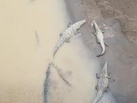 17 Tage Rundreise Costa Rica – einzigartige Naturreise San José – Vulkane Poas & Arenal – Braulio Carrillo NP – Cahuita NP – Tortuguero NP – Monteverde – Santa Elena – Carara NP – Marino Ballen (1492)