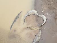 17 Tage Rundreise Costa Rica – einzigartige Naturreise San José – Vulkane Poas & Arenal – Braulio Carrillo NP – Cahuita NP – Tortuguero NP – Monteverde – Santa Elena – Carara NP – Marino Ballen (1494)