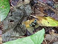 17 Tage Rundreise Costa Rica – einzigartige Naturreise San José – Vulkane Poas & Arenal – Braulio Carrillo NP – Cahuita NP – Tortuguero NP – Monteverde – Santa Elena – Carara NP – Marino Ballen (1502)