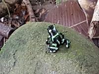 17 Tage Rundreise Costa Rica – einzigartige Naturreise San José – Vulkane Poas & Arenal – Braulio Carrillo NP – Cahuita NP – Tortuguero NP – Monteverde – Santa Elena – Carara NP – Marino Ballen (1506)