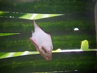 17 Tage Rundreise Costa Rica – einzigartige Naturreise San José – Vulkane Poas & Arenal – Braulio Carrillo NP – Cahuita NP – Tortuguero NP – Monteverde – Santa Elena – Carara NP – Marino Ballen (1508)