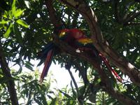 17 Tage Rundreise Costa Rica – einzigartige Naturreise San José – Vulkane Poas & Arenal – Braulio Carrillo NP – Cahuita NP – Tortuguero NP – Monteverde – Santa Elena – Carara NP – Marino Ballen (1517)