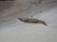 17 Tage Rundreise Costa Rica – einzigartige Naturreise San José – Vulkane Poas & Arenal – Braulio Carrillo NP – Cahuita NP – Tortuguero NP – Monteverde – Santa Elena – Carara NP – Marino Ballen (1525)