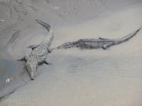 17 Tage Rundreise Costa Rica – einzigartige Naturreise San José – Vulkane Poas & Arenal – Braulio Carrillo NP – Cahuita NP – Tortuguero NP – Monteverde – Santa Elena – Carara NP – Marino Ballen (1526)