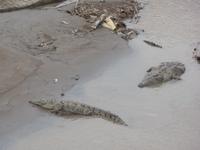 17 Tage Rundreise Costa Rica – einzigartige Naturreise San José – Vulkane Poas & Arenal – Braulio Carrillo NP – Cahuita NP – Tortuguero NP – Monteverde – Santa Elena – Carara NP – Marino Ballen (1527)