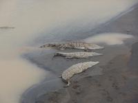 17 Tage Rundreise Costa Rica – einzigartige Naturreise San José – Vulkane Poas & Arenal – Braulio Carrillo NP – Cahuita NP – Tortuguero NP – Monteverde – Santa Elena – Carara NP – Marino Ballen (1528)