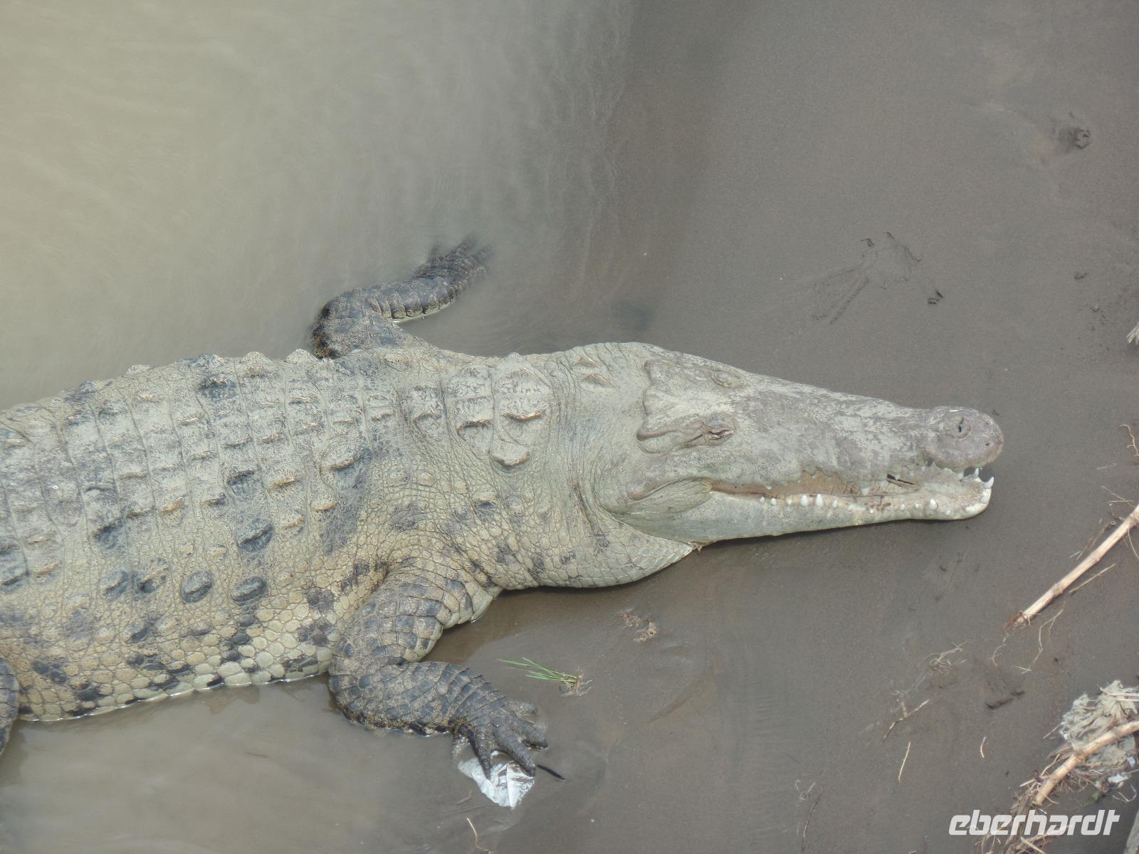 17 Tage Rundreise Costa Rica – einzigartige Naturreise San José – Vulkane Poas & Arenal – Braulio Carrillo NP – Cahuita NP – Tortuguero NP – Monteverde – Santa Elena – Carara NP – Marino Ballen (1530)