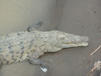 17 Tage Rundreise Costa Rica – einzigartige Naturreise San José – Vulkane Poas & Arenal – Braulio Carrillo NP – Cahuita NP – Tortuguero NP – Monteverde – Santa Elena – Carara NP – Marino Ballen (1530)