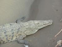 17 Tage Rundreise Costa Rica – einzigartige Naturreise San José – Vulkane Poas & Arenal – Braulio Carrillo NP – Cahuita NP – Tortuguero NP – Monteverde – Santa Elena – Carara NP – Marino Ballen (1531)