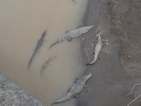 17 Tage Rundreise Costa Rica – einzigartige Naturreise San José – Vulkane Poas & Arenal – Braulio Carrillo NP – Cahuita NP – Tortuguero NP – Monteverde – Santa Elena – Carara NP – Marino Ballen (1532)