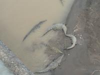 17 Tage Rundreise Costa Rica – einzigartige Naturreise San José – Vulkane Poas & Arenal – Braulio Carrillo NP – Cahuita NP – Tortuguero NP – Monteverde – Santa Elena – Carara NP – Marino Ballen (1533)