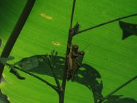 17 Tage Rundreise Costa Rica – einzigartige Naturreise San José – Vulkane Poas & Arenal – Braulio Carrillo NP – Cahuita NP – Tortuguero NP – Monteverde – Santa Elena – Carara NP – Marino Ballen (1540)