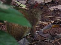 17 Tage Rundreise Costa Rica – einzigartige Naturreise San José – Vulkane Poas & Arenal – Braulio Carrillo NP – Cahuita NP – Tortuguero NP – Monteverde – Santa Elena – Carara NP – Marino Ballen (1550)