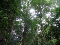 17 Tage Rundreise Costa Rica – einzigartige Naturreise San José – Vulkane Poas & Arenal – Braulio Carrillo NP – Cahuita NP – Tortuguero NP – Monteverde – Santa Elena – Carara NP – Marino Ballen (1552)