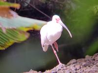 17 Tage Rundreise Costa Rica – einzigartige Naturreise San José – Vulkane Poas & Arenal – Braulio Carrillo NP – Cahuita NP – Tortuguero NP – Monteverde – Santa Elena – Carara NP – Marino Ballen (1588)