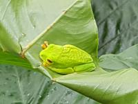 17 Tage Rundreise Costa Rica – einzigartige Naturreise San José – Vulkane Poas & Arenal – Braulio Carrillo NP – Cahuita NP – Tortuguero NP – Monteverde – Santa Elena – Carara NP – Marino Ballen (1592)