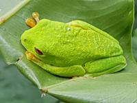 17 Tage Rundreise Costa Rica – einzigartige Naturreise San José – Vulkane Poas & Arenal – Braulio Carrillo NP – Cahuita NP – Tortuguero NP – Monteverde – Santa Elena – Carara NP – Marino Ballen (1593)