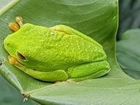 17 Tage Rundreise Costa Rica – einzigartige Naturreise San José – Vulkane Poas & Arenal – Braulio Carrillo NP – Cahuita NP – Tortuguero NP – Monteverde – Santa Elena – Carara NP – Marino Ballen (1594)