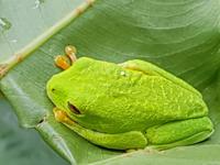 17 Tage Rundreise Costa Rica – einzigartige Naturreise San José – Vulkane Poas & Arenal – Braulio Carrillo NP – Cahuita NP – Tortuguero NP – Monteverde – Santa Elena – Carara NP – Marino Ballen (1595)