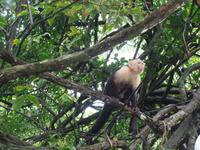 17 Tage Rundreise Costa Rica – einzigartige Naturreise San José – Vulkane Poas & Arenal – Braulio Carrillo NP – Cahuita NP – Tortuguero NP – Monteverde – Santa Elena – Carara NP – Marino Ballen (1642)