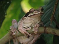 17 Tage Rundreise Costa Rica – einzigartige Naturreise San José – Vulkane Poas & Arenal – Braulio Carrillo NP – Cahuita NP – Tortuguero NP – Monteverde – Santa Elena – Carara NP – Marino Ballen (1680)