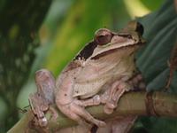 17 Tage Rundreise Costa Rica – einzigartige Naturreise San José – Vulkane Poas & Arenal – Braulio Carrillo NP – Cahuita NP – Tortuguero NP – Monteverde – Santa Elena – Carara NP – Marino Ballen (1681)