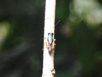 17 Tage Rundreise Costa Rica – einzigartige Naturreise San José – Vulkane Poas & Arenal – Braulio Carrillo NP – Cahuita NP – Tortuguero NP – Monteverde – Santa Elena – Carara NP – Marino Ballen (1684)